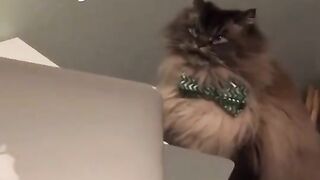 Cat funny