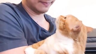 weird cats