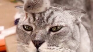 Tom and jerry