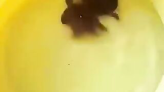 crizy animal