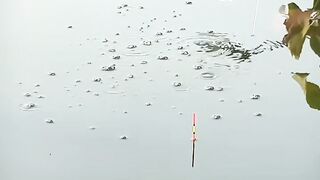 fishing in the swamp