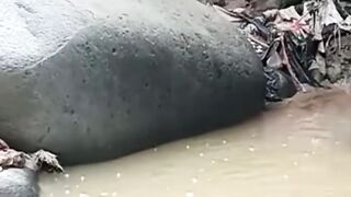 fishing in the swamp