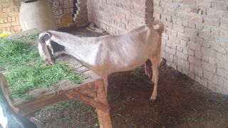 Bakry for sale
