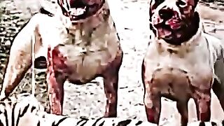 dog kill tiger