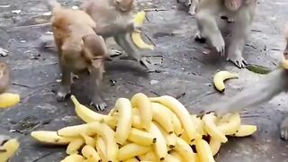 the battle of the monkeys