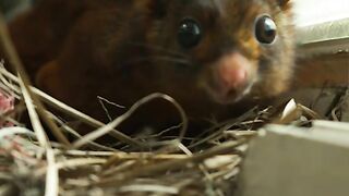 Sleepy flying squirrel makes camera crew work for their shot