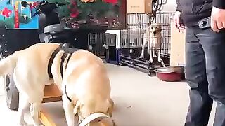 lntell video