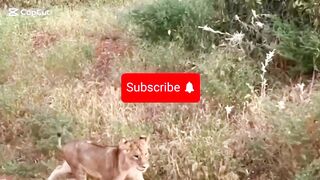 Tigers Vs Dog