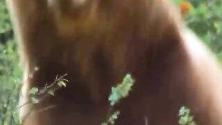 Хаеот учун кураш