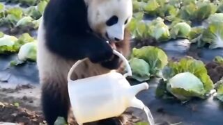 SHARE WITH PANDA LOVER