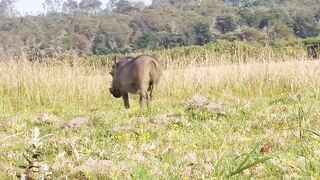 Jungle Raja