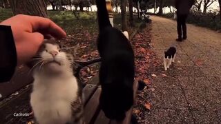 cute peace cats
