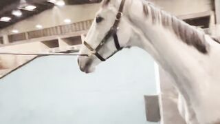 Grace in Motion: A Horse Swimming in the Water