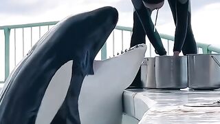 A Playful Dolphin Having Fun with Its Trainer