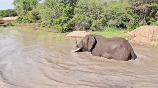 Elephant in River