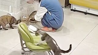 the cat pushes