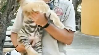 Baby Tiger