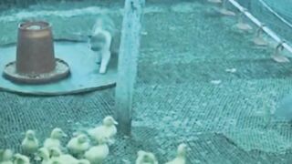 a cat chasing chicks