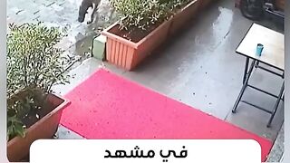 كلبة تحمل صغيرها لطبيب بيطري