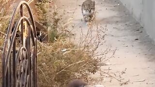 chasseur de pigeons
