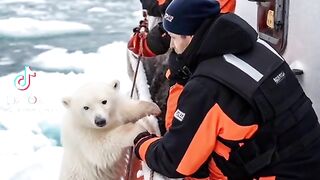 #Polar bear #shorts #cute #pets #funny #baby.