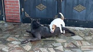 Small Puppy mating with black Bitch