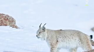 Living across Europe and Asia the Eurasian lynx is one of the widest ranging cats in the world  BigCat Lynx
