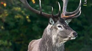 This roar can be heard up to two miles away  RedDeer Antlers