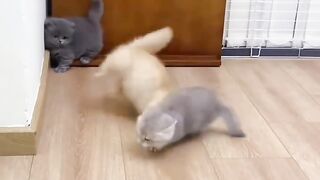 Oyen barbar