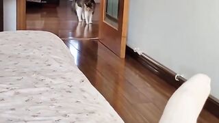 weird cats