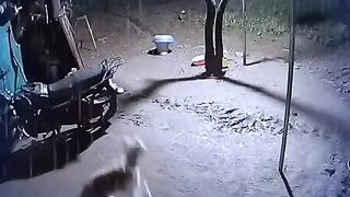 كلب ينقد نفسه بنباح