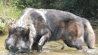 Кангал, Бу Куртла Мукаделе Эдебилир Ми？ #kangal #wolf #shorts.mp4