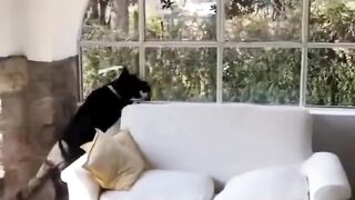 Dog Gently Saves Bird Stuck Inside House