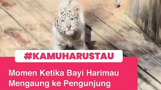 Anak Macan ????