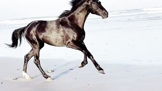 Freedom in Motion: The Galloping Horse by the Sea