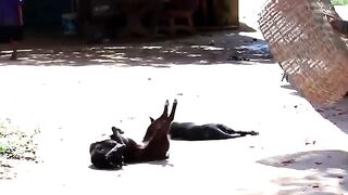 خوف وفزع الكلاب من الغوريلا