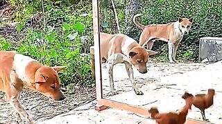 Funny clips.