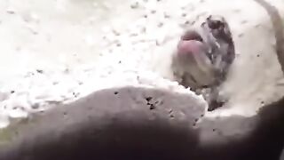 شجار الاسماك