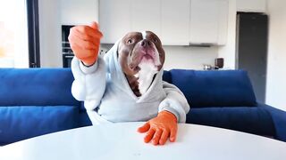 Watch the Big Dog Eat Noodles Like a Champ