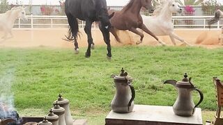 The Beauty and Strength of Horses