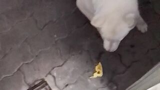 Dog defending his food