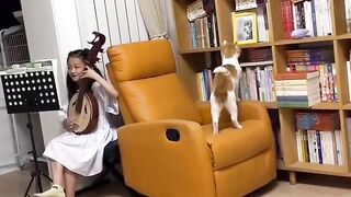 funny  cat