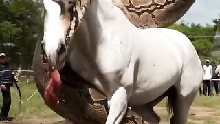 Snake Attacks & White Horse