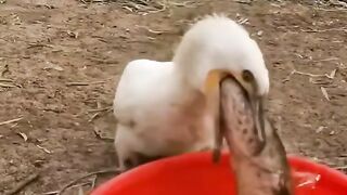 Bon appétit