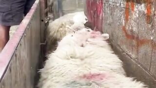 the separation of sheep