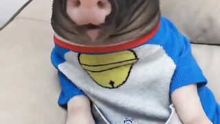 trained pig