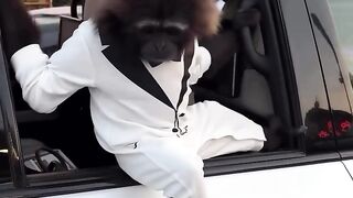 elegant and chic monkey