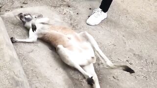 Kongoro enjoyed getting his stomach scratched by this man.