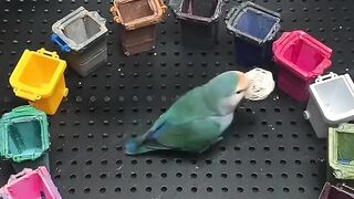 smart bird