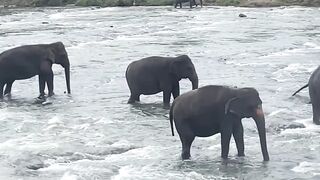 Sri Lankan elephants